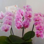 母の日に贈る胡蝶蘭　花言葉や珍しい色やおすすめのご紹介